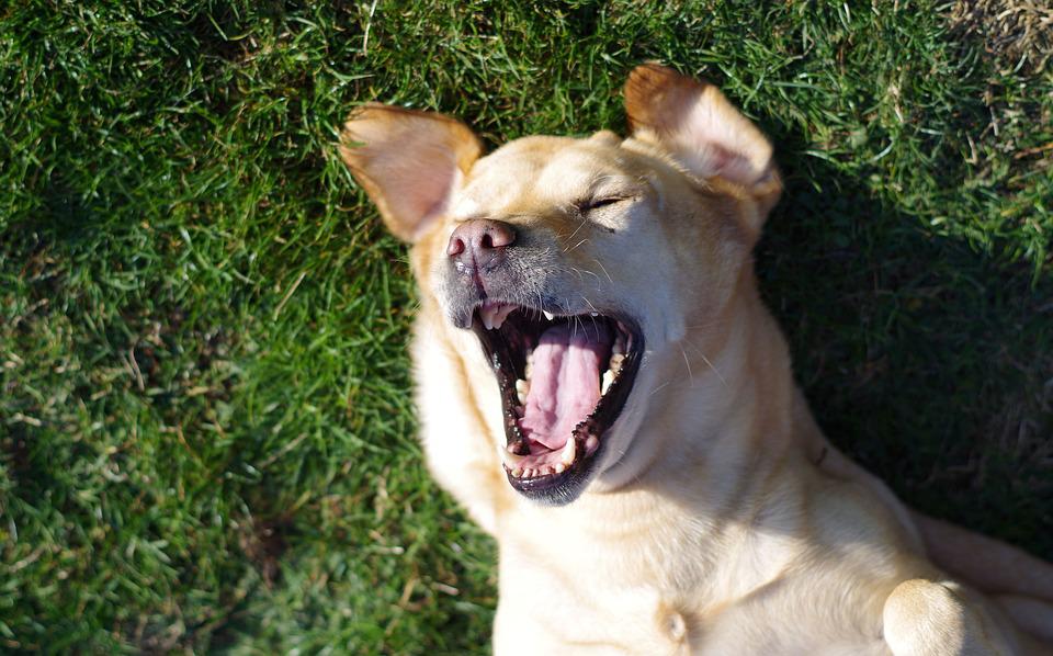 aroundaboutbrit's tweet photo. Glen Wyllin Campsite in Kirk Michael offers facilities for campers &amp; tourers in a beautiful part of the Isle of Man. Pets are welcome &amp; they even stay free of charge!
https://t.co/1hOSuOxzCk
#Camping #Touring #Family #Pets #PetsStayFree #Beach #Countryside #KirkMichael #IsleOfMan https://t.co/coxKYfB9tX