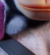 Bulls and Apes Project tweet media