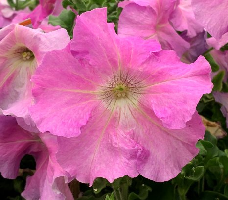 Sign up for <a href="/PlantGenoOnline/">Plant Genomes Online</a> and join @pvdam3 Thursday (April 28) morning to hear about a haplotype-resolved petunia assembly and how we used a pangenomics approach to analyze it! 🧬💐<a href="/PacBio/">PacBio</a> <a href="/PhaseGenomics/">Phase Genomics</a> <a href="/bart3601/">Bart Nijland</a> @lidijaberke