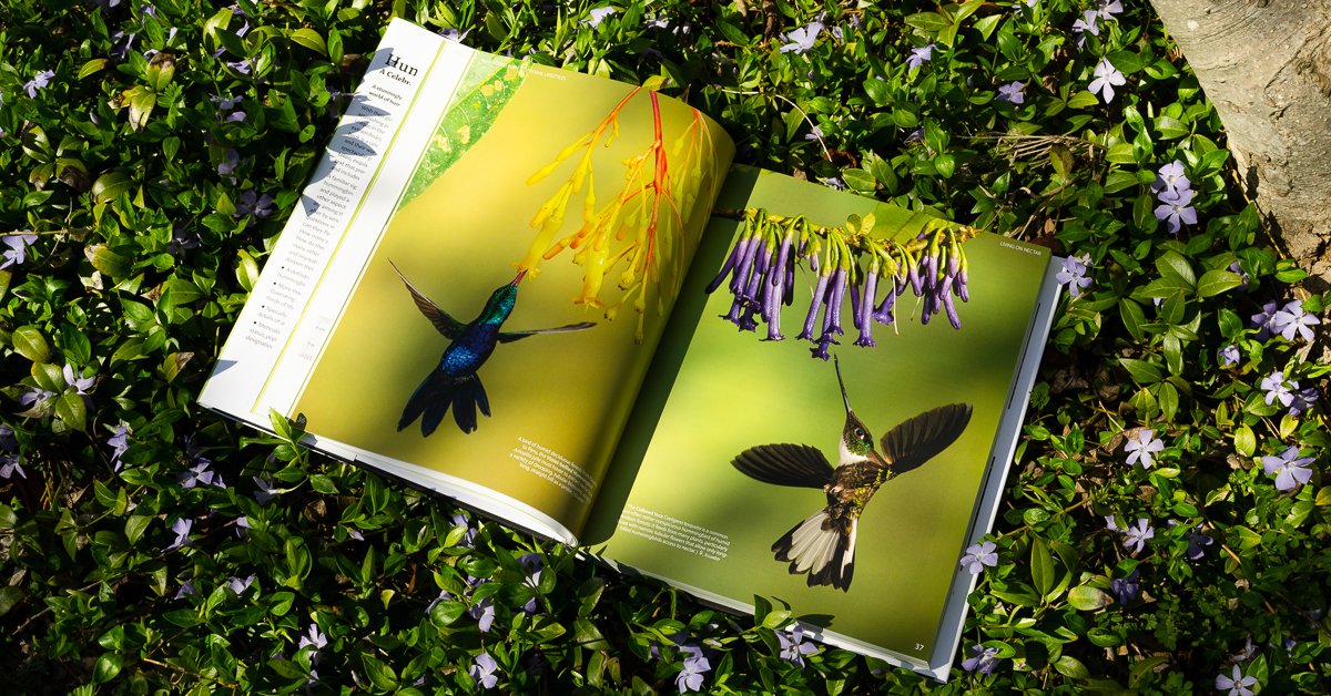 PrincetonNature's tweet photo. Happy Pub Day to Hummingbirds by @GlennBartley and Andy Swash! This stunning new guide to the wonderful world of hummingbirds is out now in UK/Europe (June 21 in North America). @wildguidesbooks @BirdLife_News https://t.co/LTXz7u1Lzf https://t.co/GPQdwP2fv1