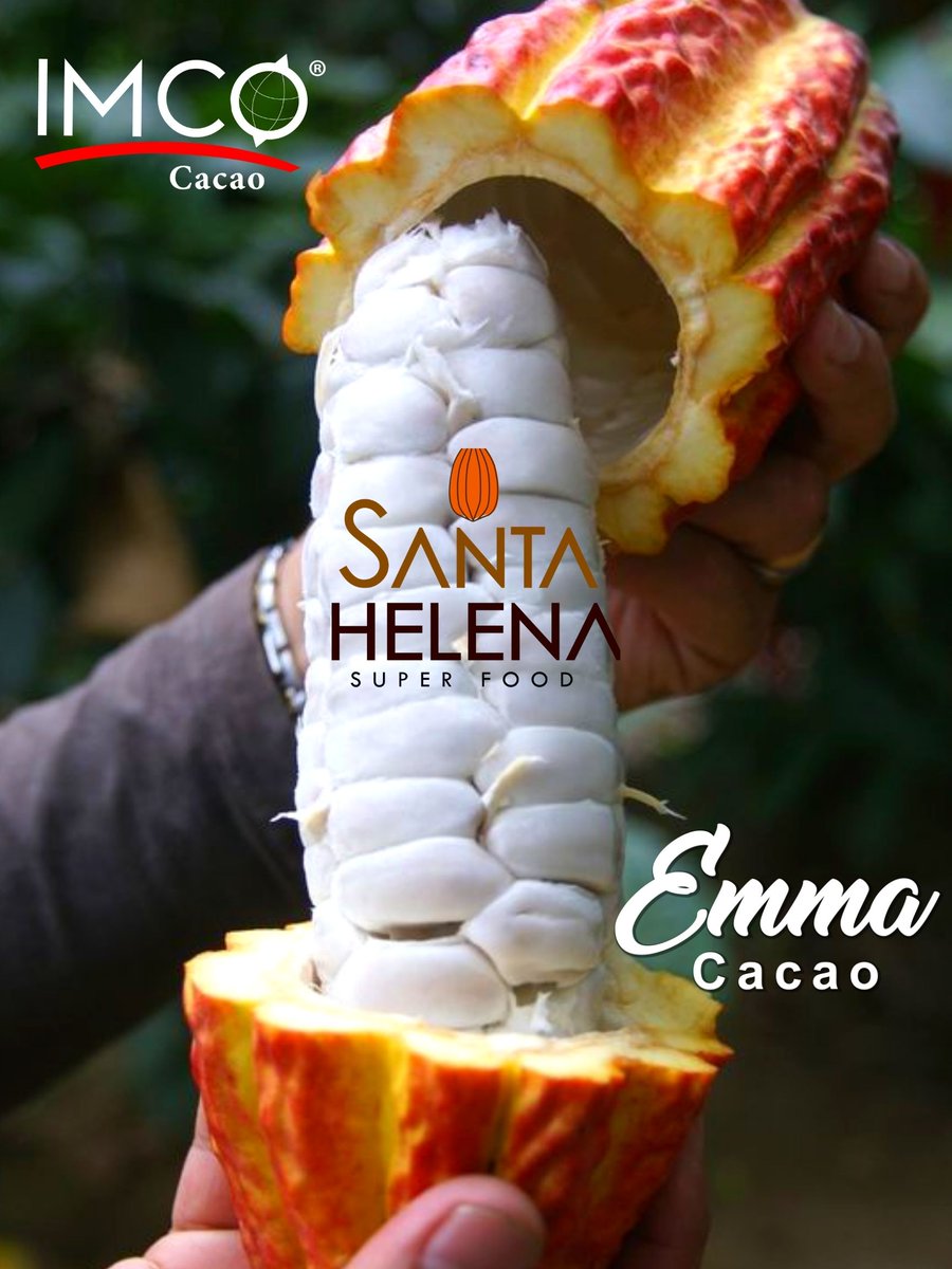 imcocacao's tweet photo. #cacao #naturaleza #vivero https://t.co/u9W0yIkTtG
