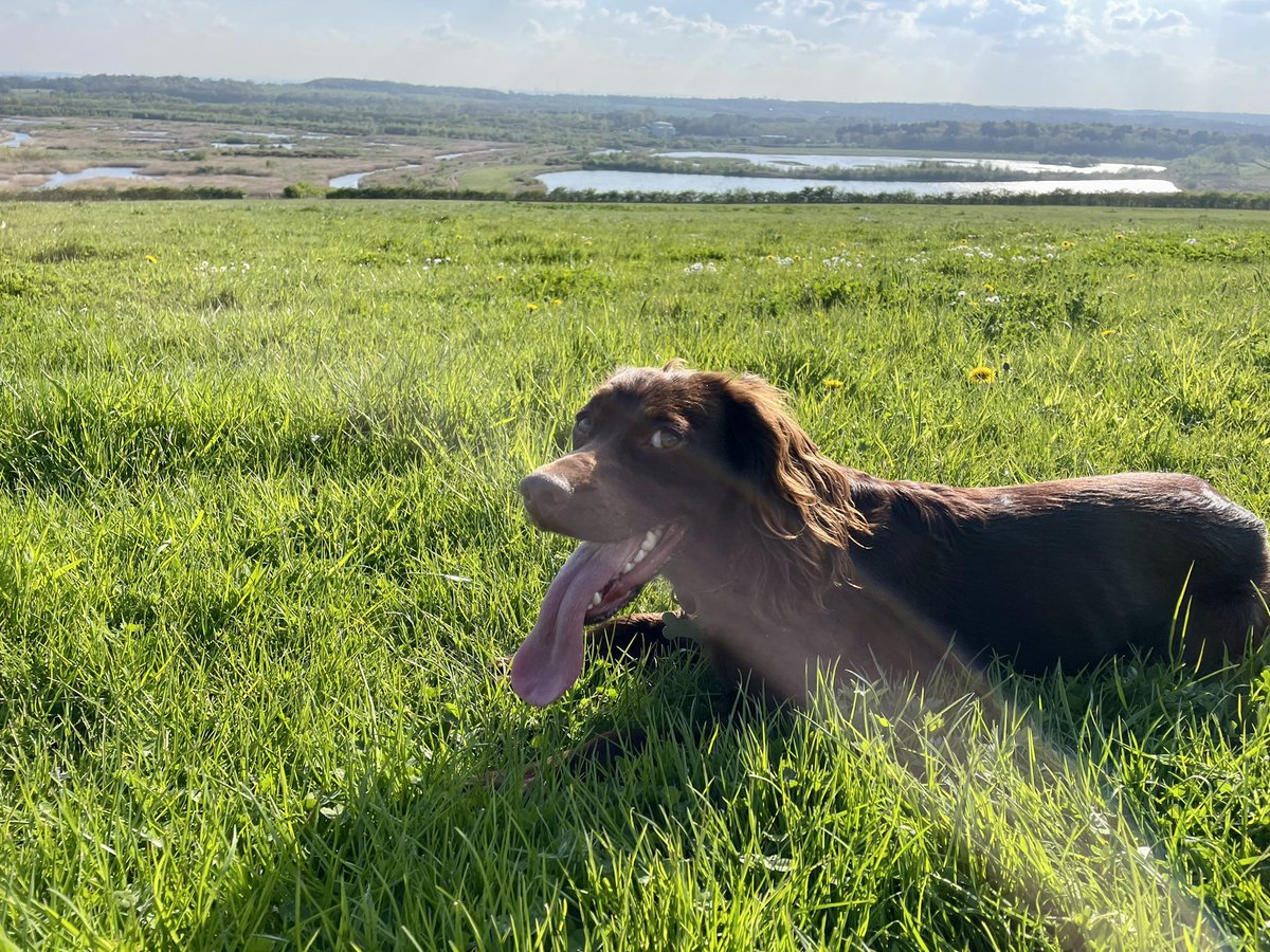 Is it #tongueOutTuesday or #sideEyeFriday?!? I’m confused by what day it is now when we have a picture with both 🤣👀🥵🐶 got pretty hot running around the field today and needed a minute to lie down #dogsoftwitter