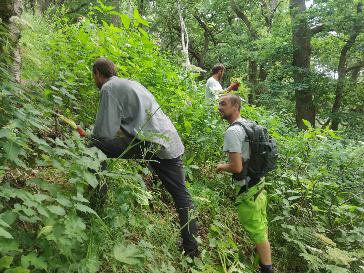forus_tree's tweet photo. Hand pulling the plants is the most effective method of removing Himalayan Balsam in order to restore the original biodiversity of our river banks and woodland. It allows remaining native plants to take advantage of the additional light and exposed mineral soil for their seeds 🌿 https://t.co/372W42G4WV