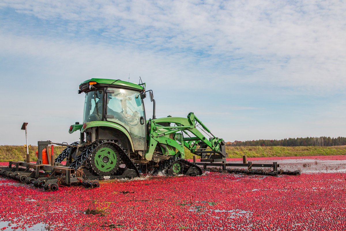 Do you like craneberries as much as we do? 😍😍 #TractorTuesday