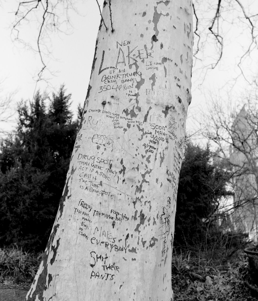 teddyfitzhugh's tweet photo. Notes on Nature in Bed Stuy Brooklyn #landscape #photography #streetphotography https://t.co/LEa5ioPaHm