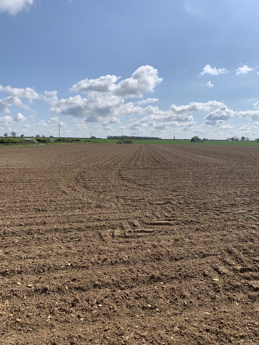 Wk1. Not visible in the photo but the green rows are just discernible if you get the sun in the right direction. A total of 7mm  rain since 1/04 has put them under a bit of pressure.