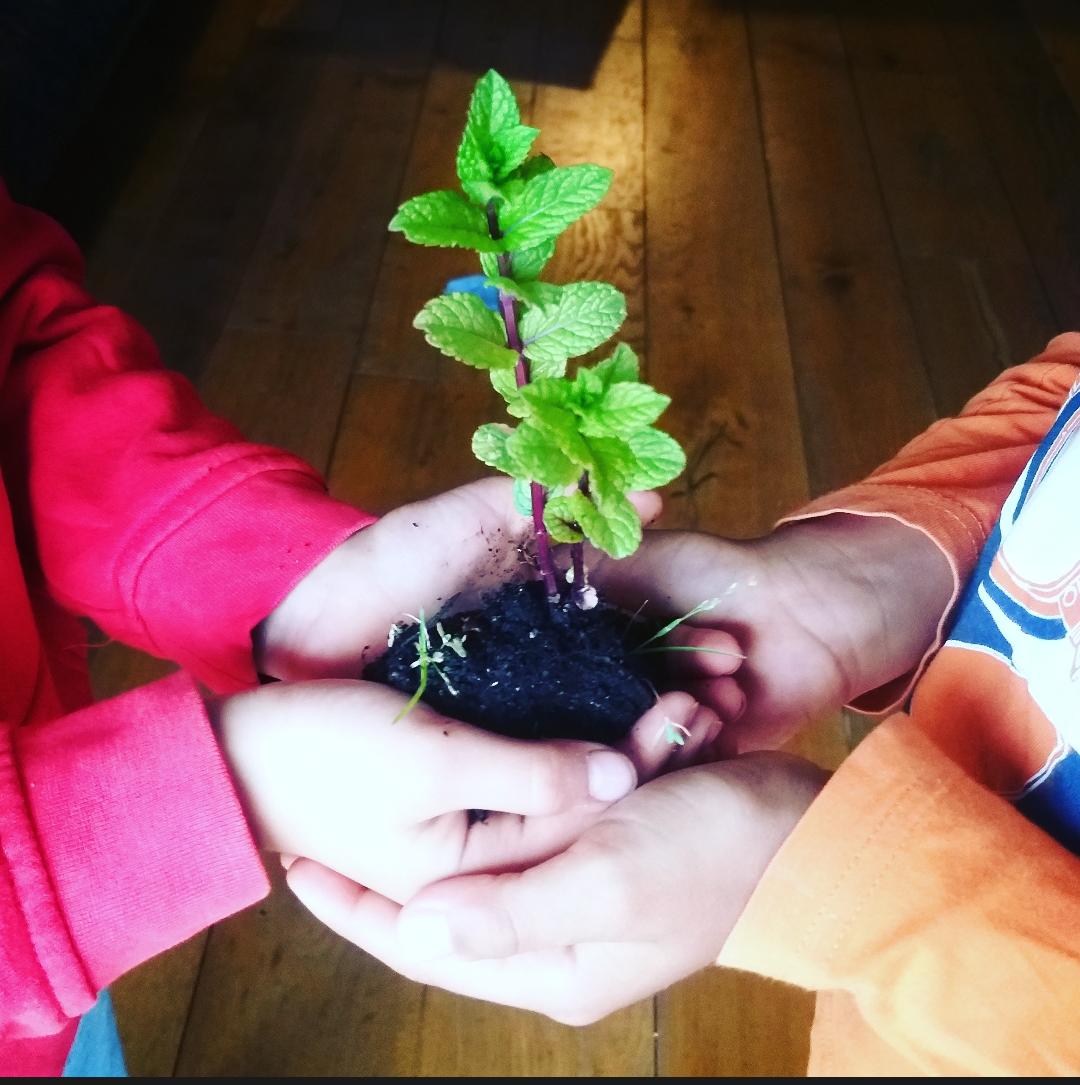 Indicus Software tweet media