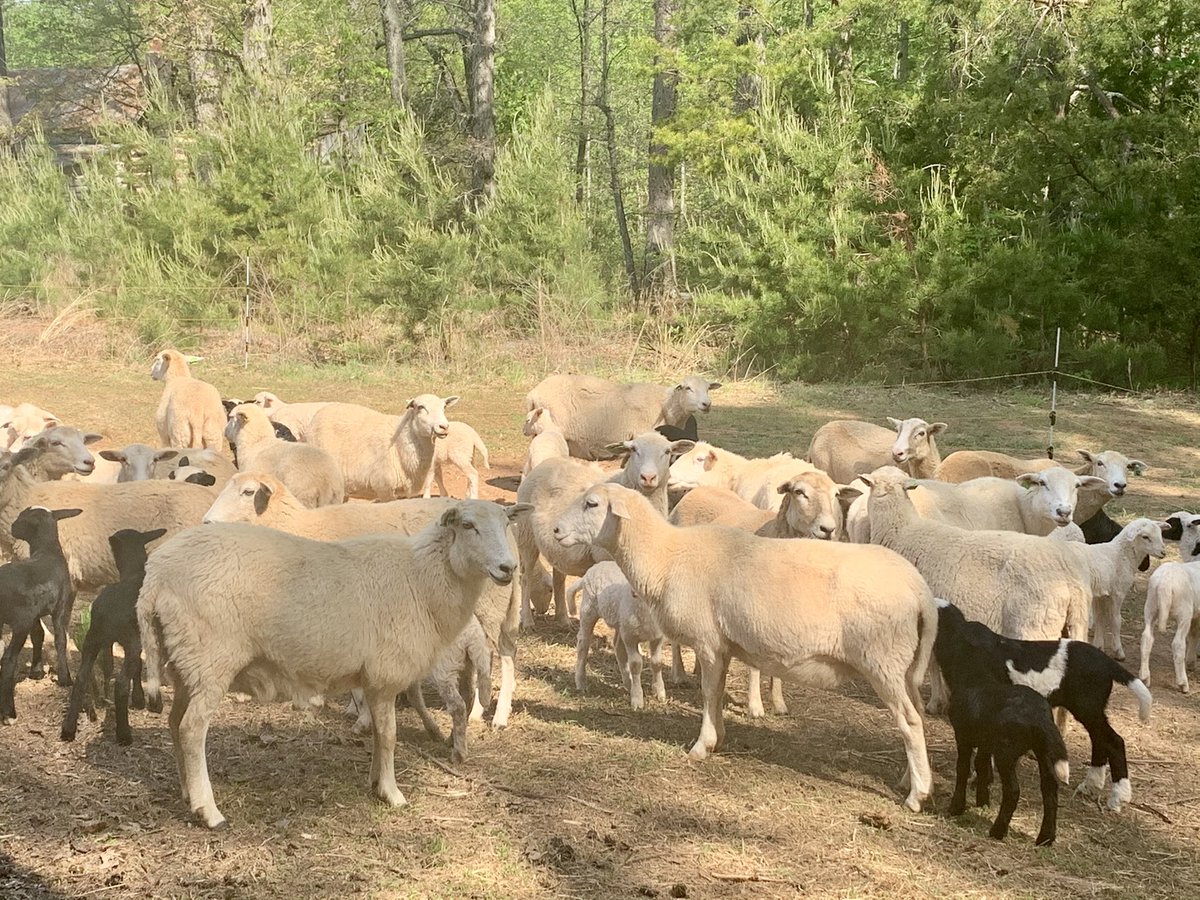 GrayFeist's tweet photo. We’ve begun grazing on properties other than our home farm. Getting the kinks of moving animals worked out in anticipation of accessing #solar arrays in the future!
#ASGA #KitchenSinkFarm #VirginiaSolar #rotationalgrazing #VirginiaSolarSummit #VAsolar #VASolarSummit https://t.co/JKIDYXHkbi