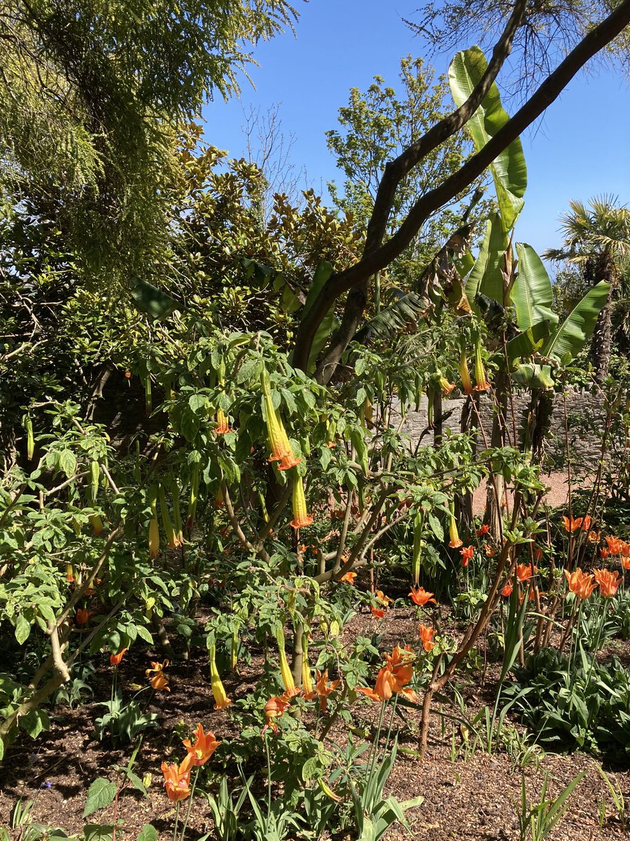 Debbie_Roxburgh's tweet photo. Discovered the stunning #Overbecks National Trust Gardens today
#Devon https://t.co/0K4nt0yMQV