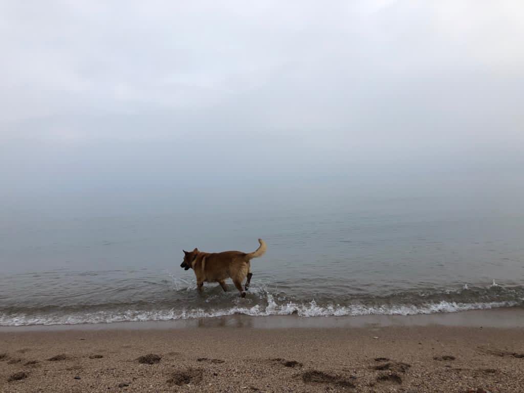 sesgarites's tweet photo. (2/3) company de passejades i el primer en rebre-us sempre quan arribaveu. El gos (mig peix de tant que li agradava nedar) amb més estil de tota la Costa Brava. 
Fins sempre fosquete, moltes gràcies per tots aquests anys de companyia 🐕🐶❤️ https://t.co/qUTcworvNU