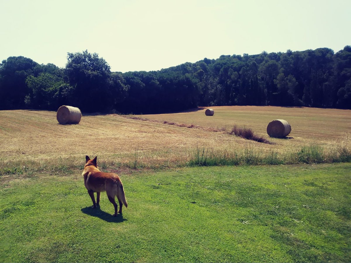sesgarites's tweet photo. (2/3) company de passejades i el primer en rebre-us sempre quan arribaveu. El gos (mig peix de tant que li agradava nedar) amb més estil de tota la Costa Brava. 
Fins sempre fosquete, moltes gràcies per tots aquests anys de companyia 🐕🐶❤️ https://t.co/qUTcworvNU