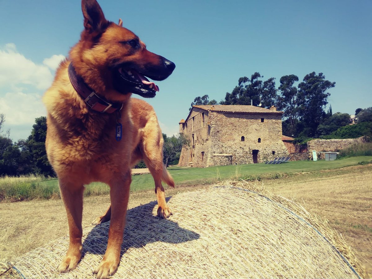 sesgarites's tweet photo. (2/3) company de passejades i el primer en rebre-us sempre quan arribaveu. El gos (mig peix de tant que li agradava nedar) amb més estil de tota la Costa Brava. 
Fins sempre fosquete, moltes gràcies per tots aquests anys de companyia 🐕🐶❤️ https://t.co/qUTcworvNU