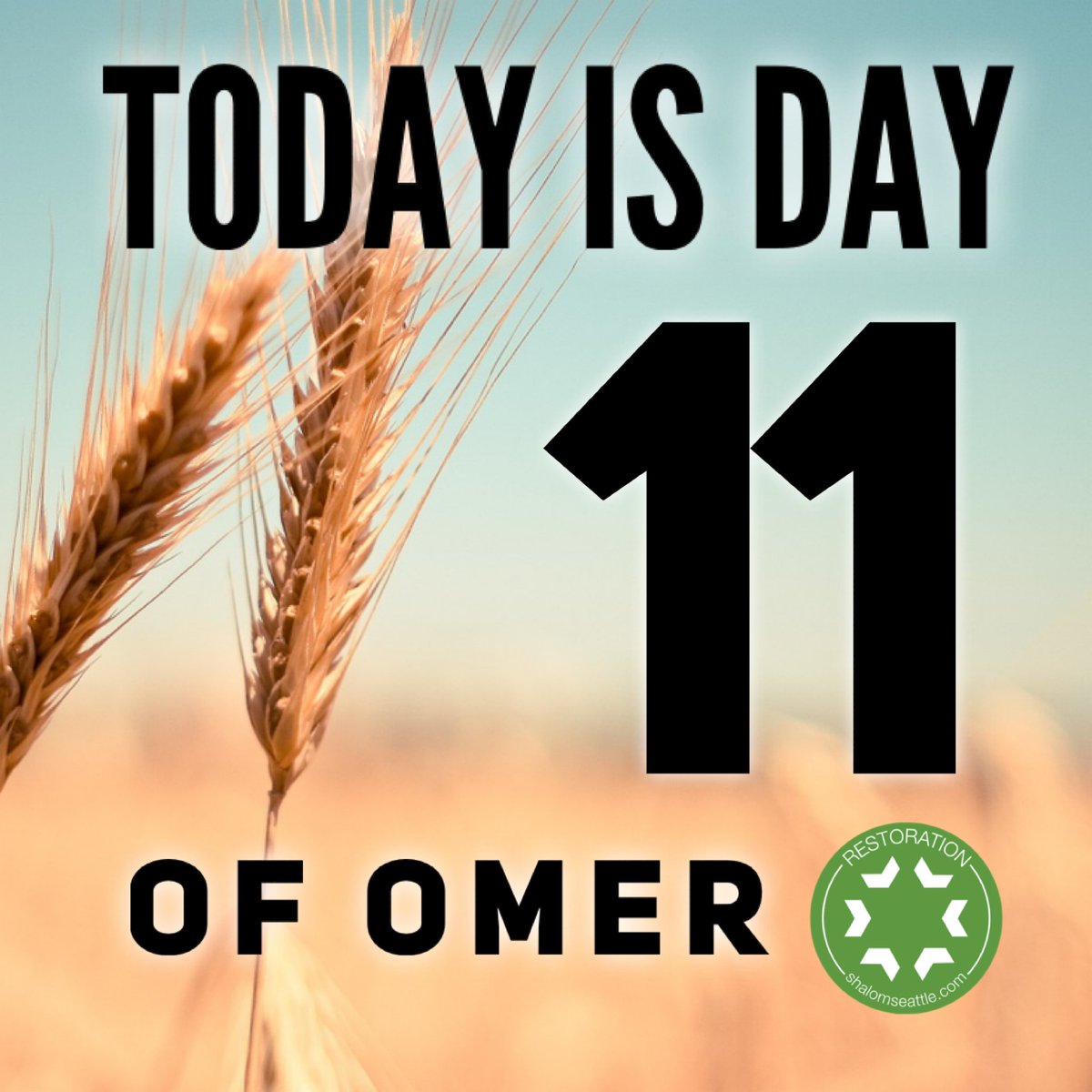 ravmatt's tweet photo. Day 11. According to Leviticus 23, we are commanded to count 50 days from Passover to Shavuot.

#passover #pesach #shavuot #pentecost #restorationseattle #jewish #messianic #jewishinseattle https://t.co/nsT8dTAg5s