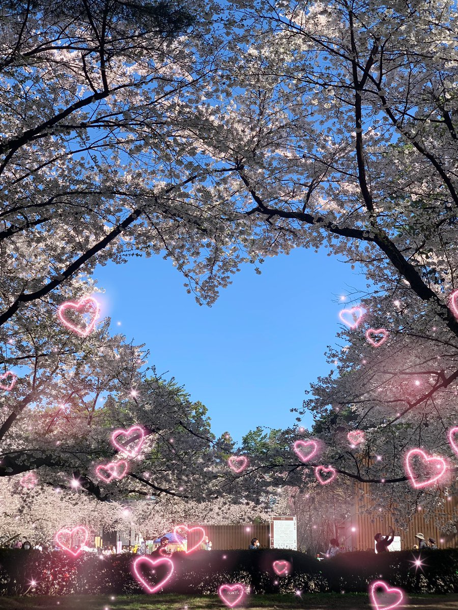 matukawasp's tweet photo. 先週行った弘前の桜が綺麗過ぎた😎
#桜
#さくらまつり
＃弘前市 
＃花見 
＃弘前 https://t.co/68eH367bh6