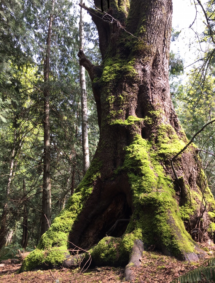 LauraKmusic's tweet photo. Enjoyed visiting the ethereal tree village that is Cable Bay Trail yesterday.

#snuneymuxwterritory #nanaimo #cedar #vancouverisland #bigleafmaple https://t.co/wGR8ryXUsr