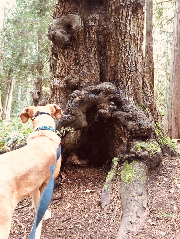 LauraKmusic's tweet photo. Enjoyed visiting the ethereal tree village that is Cable Bay Trail yesterday.

#snuneymuxwterritory #nanaimo #cedar #vancouverisland #bigleafmaple https://t.co/wGR8ryXUsr