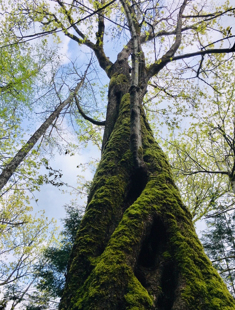 LauraKmusic's tweet photo. Enjoyed visiting the ethereal tree village that is Cable Bay Trail yesterday.

#snuneymuxwterritory #nanaimo #cedar #vancouverisland #bigleafmaple https://t.co/wGR8ryXUsr