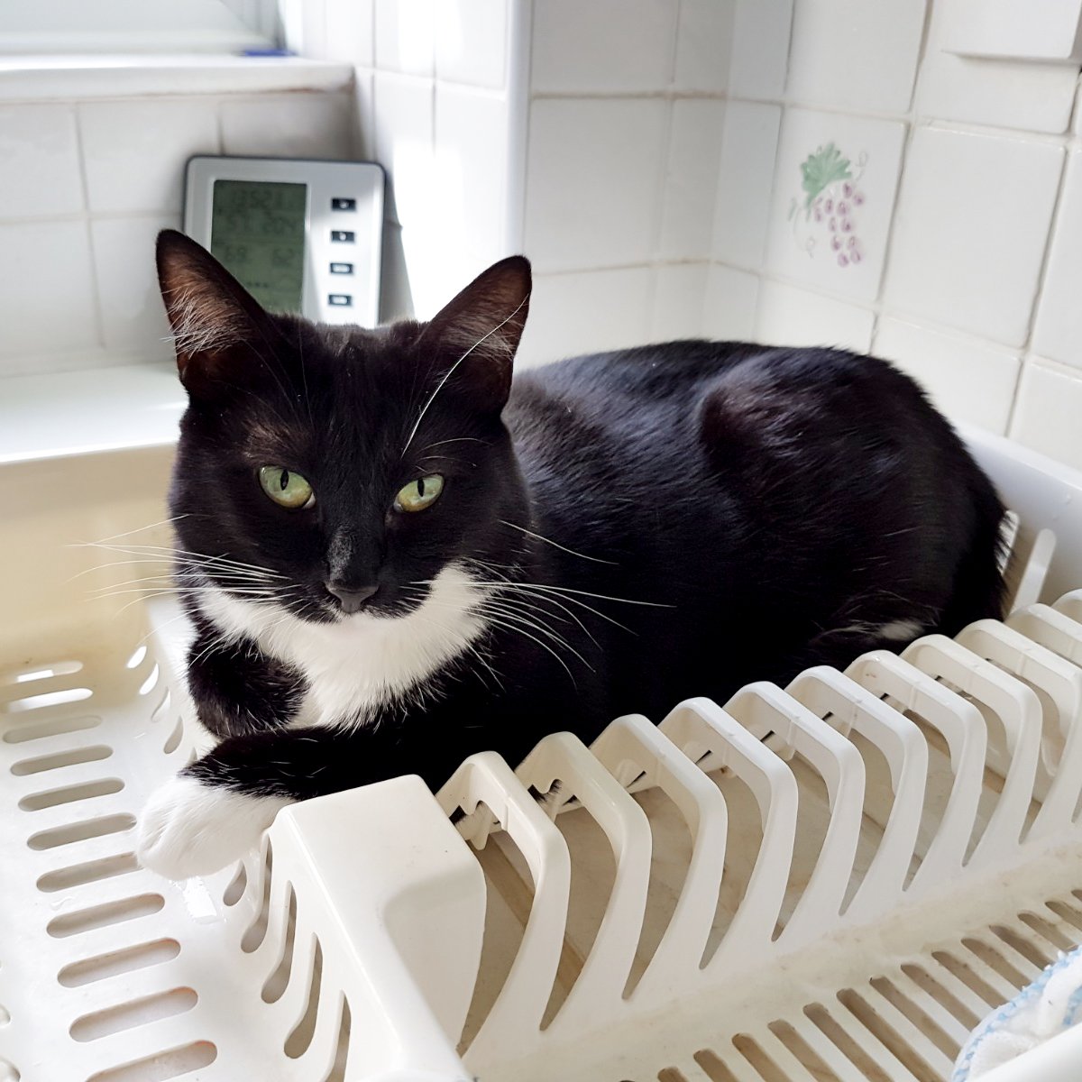 TrueFocus_UK's tweet photo. I have a comfy bed, but the drying rack is much more me! 🤔😅

#Norwich #cats #catsofTwitter #catlovers #Norwichbusiness #Norwichkittynetworking #Norfolk #visitNorwich #localbusiness https://t.co/IF9N6VdpjN