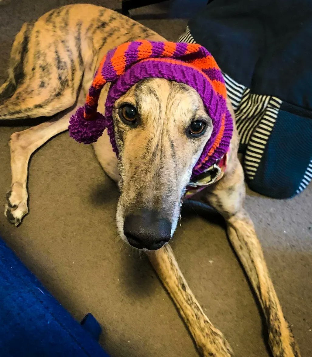 BrackenAndPaws's tweet photo. Here's Tigger in his lil #BrackenAndPaws snood- stripes for a stripey longboi 🐅 
The pattern is available for free and the designer asks that a donation is made to a rescue for each one sold - so that is what I shall be doing 😊 I have plans for festive versions! https://t.co/vN6GmRXVO3
