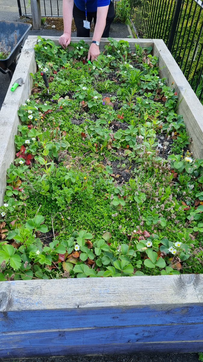 Rus_Giles's tweet photo. A bit of weeding and lots of watering at Our garden project @ArmleyHH followed by an awsome meal and great chats. π
#MentalHealthAwarenessMonth #reducingsocialisolation
@ArmleyMedical @PrioryViewMC @DrMourmouris https://t.co/iZ341mYiA6