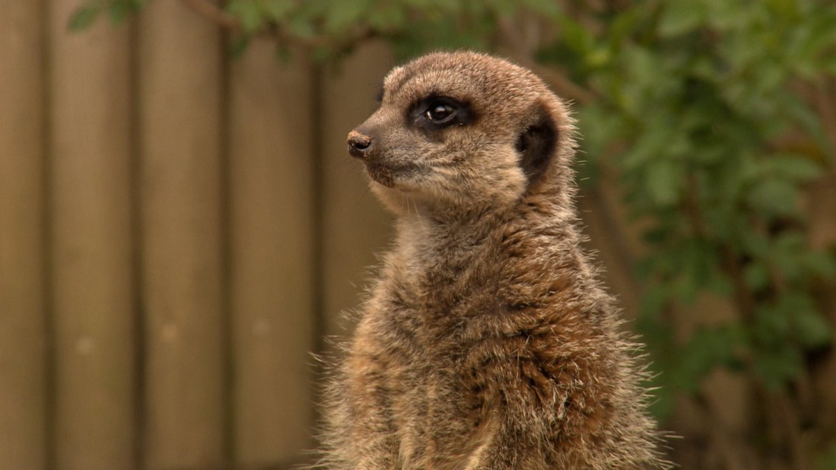Yes he's very cute! Join us live at Knowsley Safari <a href="/GranadaReports/">ITV Granada Reports</a> at six to mark the park's 50th birthday. Live tv and animals..what could go wrong?!! <a href="/KnowsleySafari/">Knowsley Safari</a>