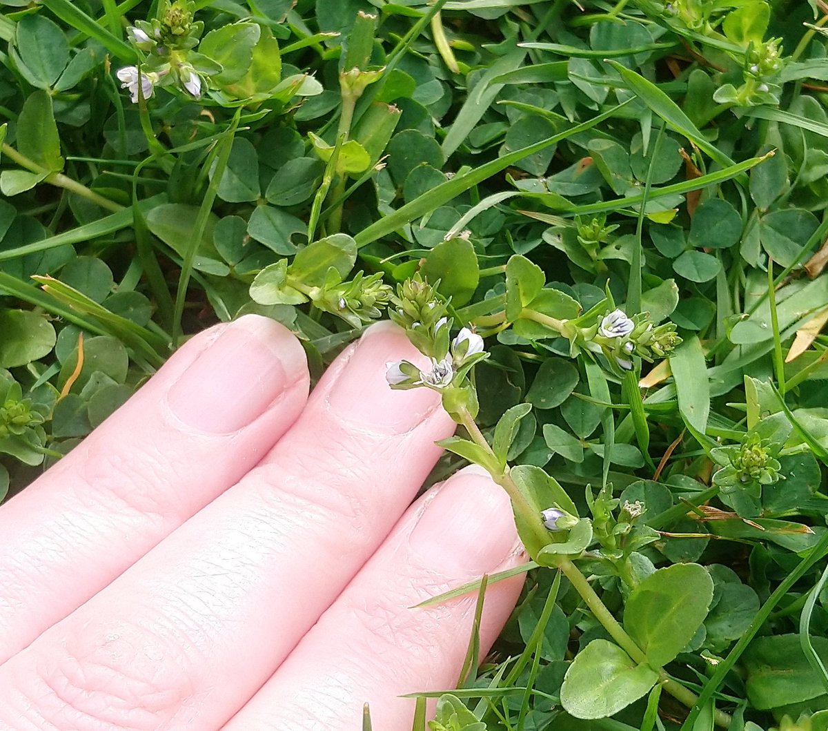 The_LizMarshall's tweet photo. Spotted these cute tiny flowers growing in the grass in the garden.

Could they be a type of Speedwell?
🤔🙏

@The_RHS
 #gardening  #wildflowerhour https://t.co/GSncdneA5y