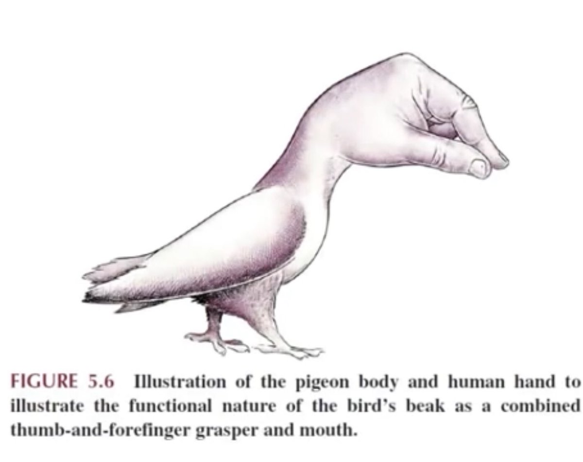 ay it’s my birthday take this bird