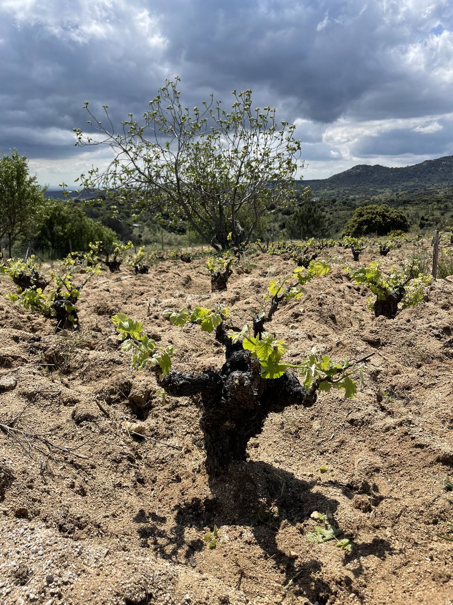 uvasfelices's tweet photo. El futuro albillo real para El Hombre Bala Blanco. Viñas de 60 años en el Paraje del Mingo Grande en Cadalso de los Vidrios. https://t.co/VgEuHyS8kt