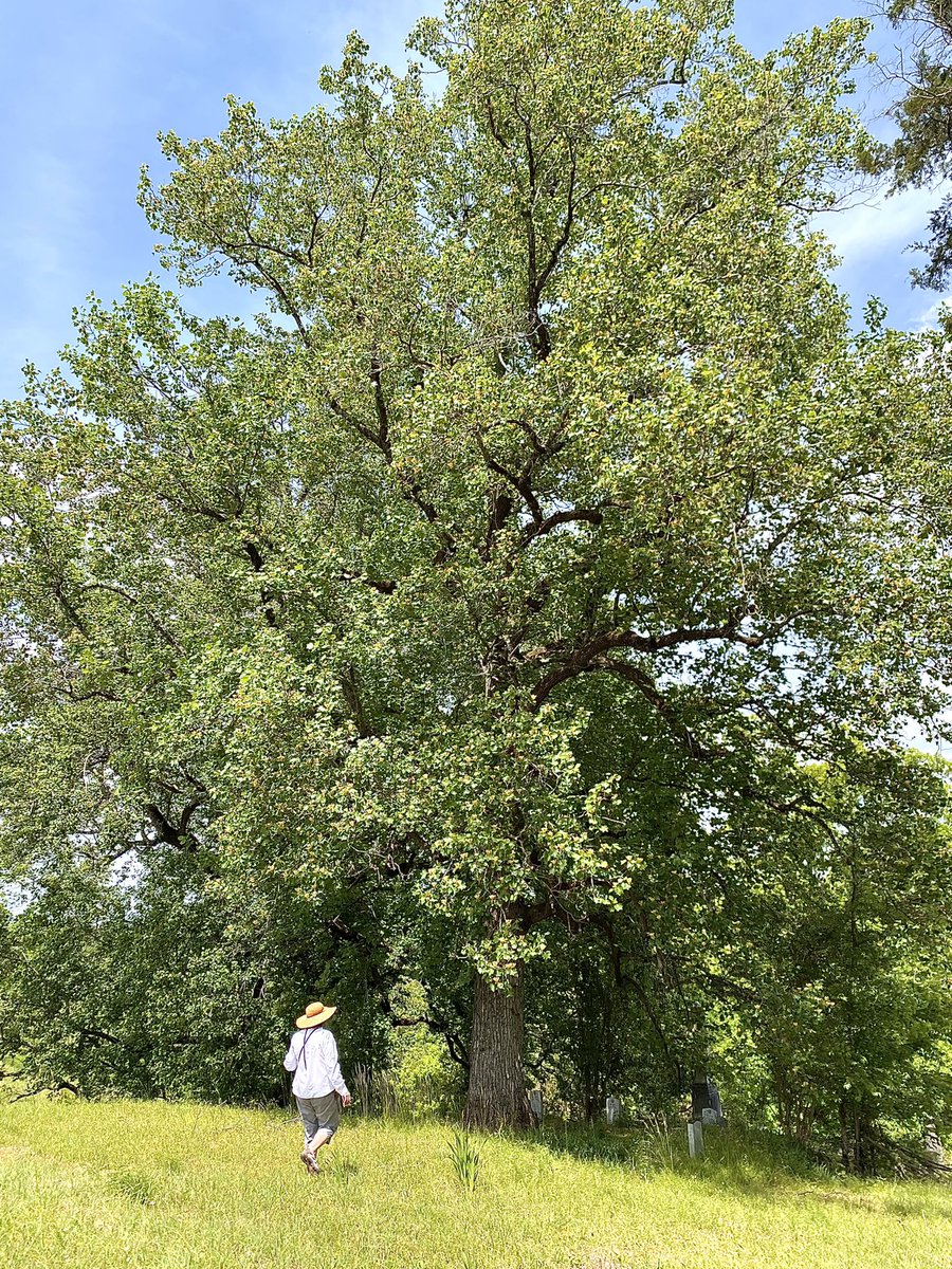 I was told the Tulip Poplar is actually from the magnolia family and is the tallest eastern hardwood in the U.S. This one is at Rose Hill Cemetery in Macon, Ga. #thicktrunktuesday