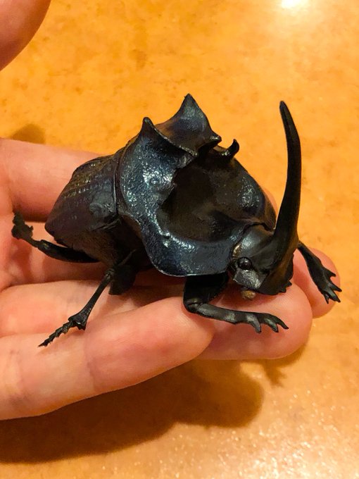 昆虫標本 エンシフェルオオニジダイコク