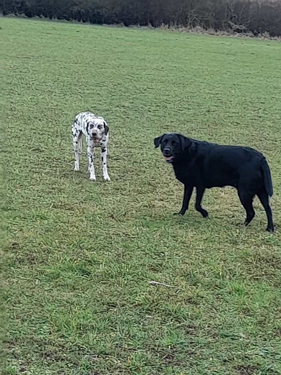 lizziesummer123's tweet photo. Millie helping me walking the dogs on half term week. Unfortunately she has chickenpox this week, very mild so lots more dog walks and fresh air to come this week.  Also enjoying nan and grandads new puppy 🐶 @MissMossYear1 @SwingatePrimary https://t.co/RiOglsPsbF