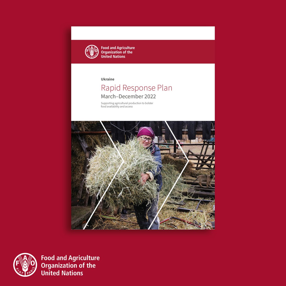 Ukraine: As food access, production and overall food availability deteriorate, efforts to bolster agricultural production will be critical to averting a food crisis in 2022 and into 2023.

<a href="/FAO/">Food and Agriculture Organization</a>'s revised Rapid Response Plan: bit.ly/3KhgxcX

#FoodSecurity #AgricultureCan