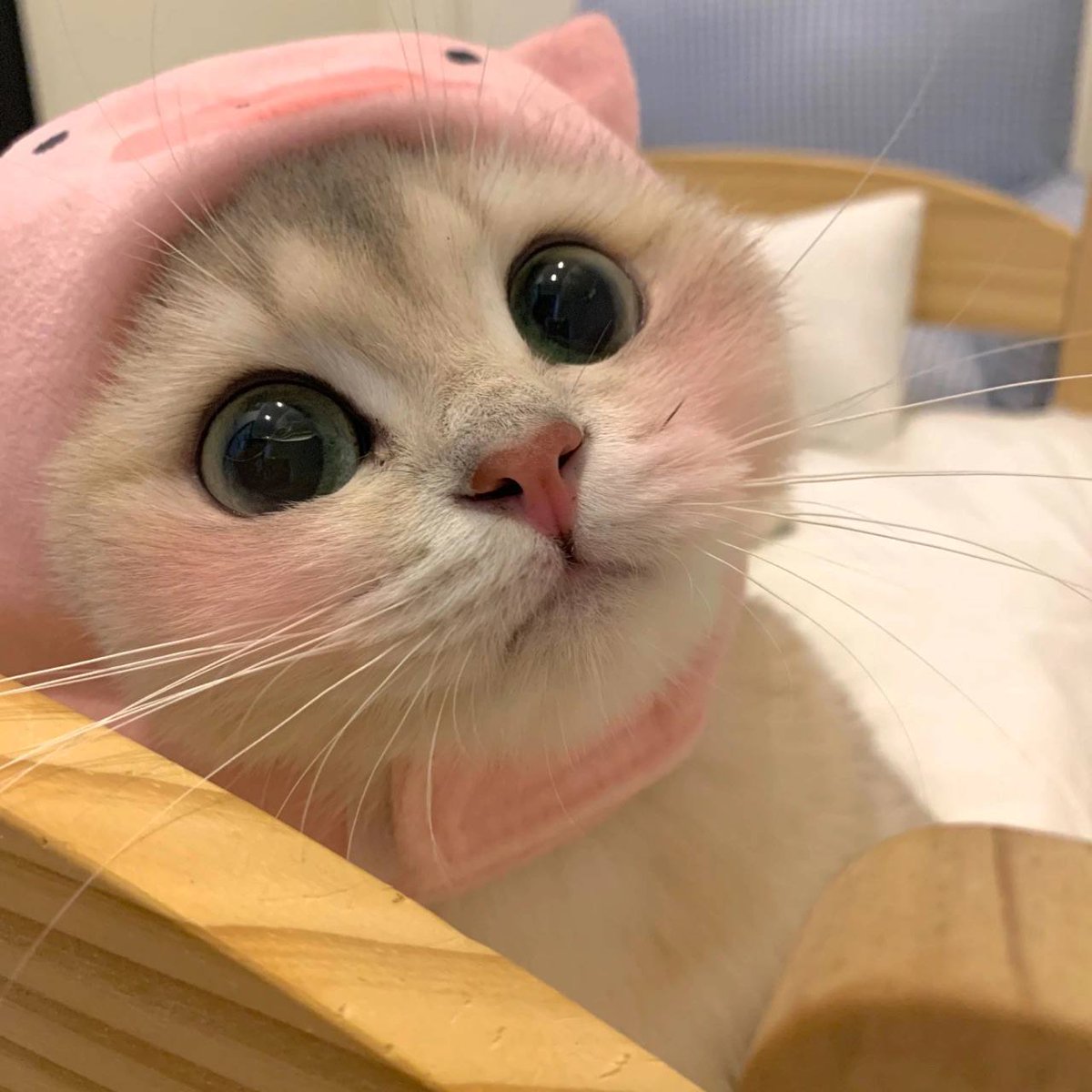 Meng Xin Ada tweet media