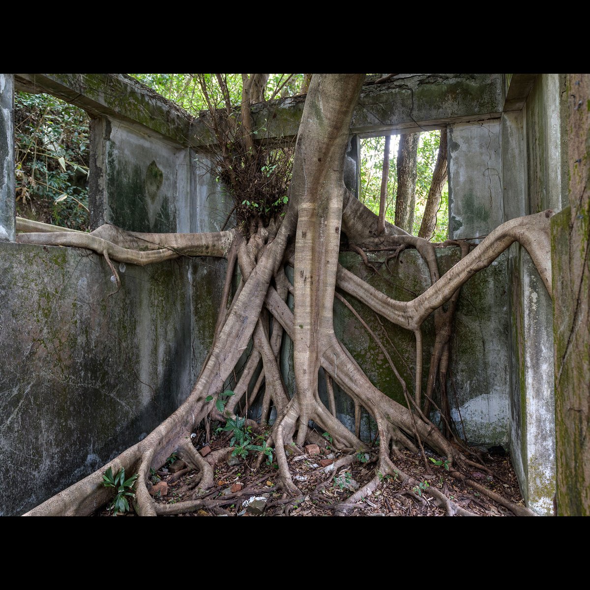 18DaysHK's tweet photo. Mount Davis, the site of skirmishes and Japanese shelling during WW2 is today an abandoned site of manystructures. Nature is redesigning the site leaving an eerie beauty in the decay.
#MountDavis #mountdavisbattery #HongKong #Photography #photographer #hongkongphotography https://t.co/9yzAhfF8SA