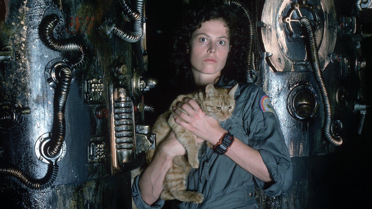 ExplainPlot's tweet photo. A cat lady watches as everyone dies around her, leaving her all alone.

#ExplainAMoviePlotBadly 
#explainafilmplotbadly https://t.co/lYEyDyJElH