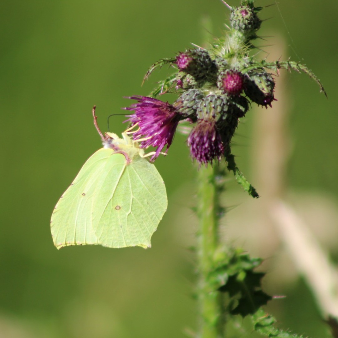 À travers le fonds européen de développement régional (FEDER), 25 millions d'€ seront dédiés à la reconquête de la #biodiversitéBZH sur la période 2021 2027.

Découvrez les 3 premiers appels à projets publiés par la Région et soutenus par le FEDER 👇