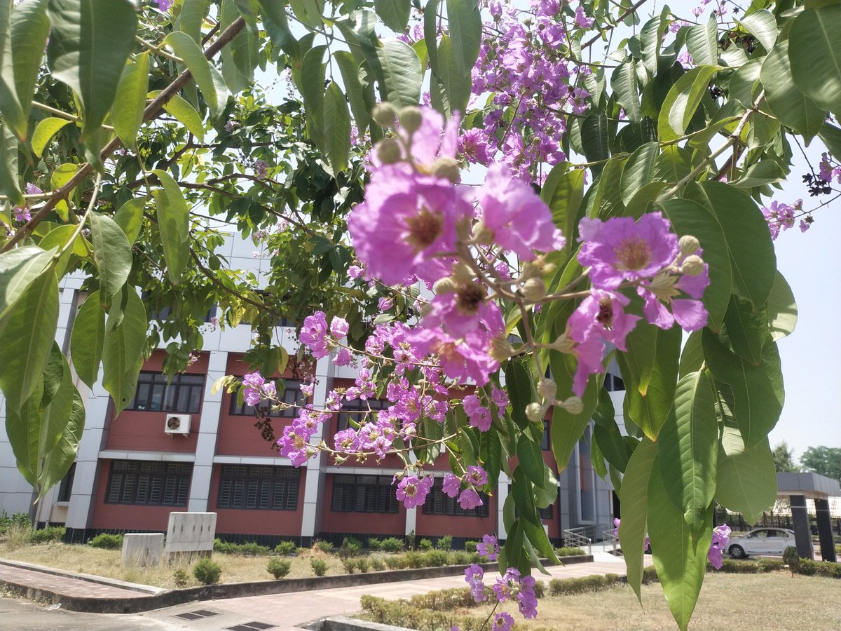 rajendrasikand1's tweet photo. Summer Bloom IIHT .BARGARH.The pinkish purple has its own charm of atraction. https://t.co/Wnncfs18GK