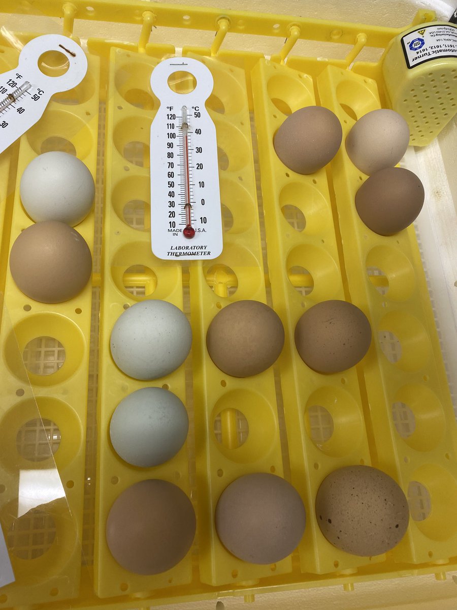 gossettsclass tweet media