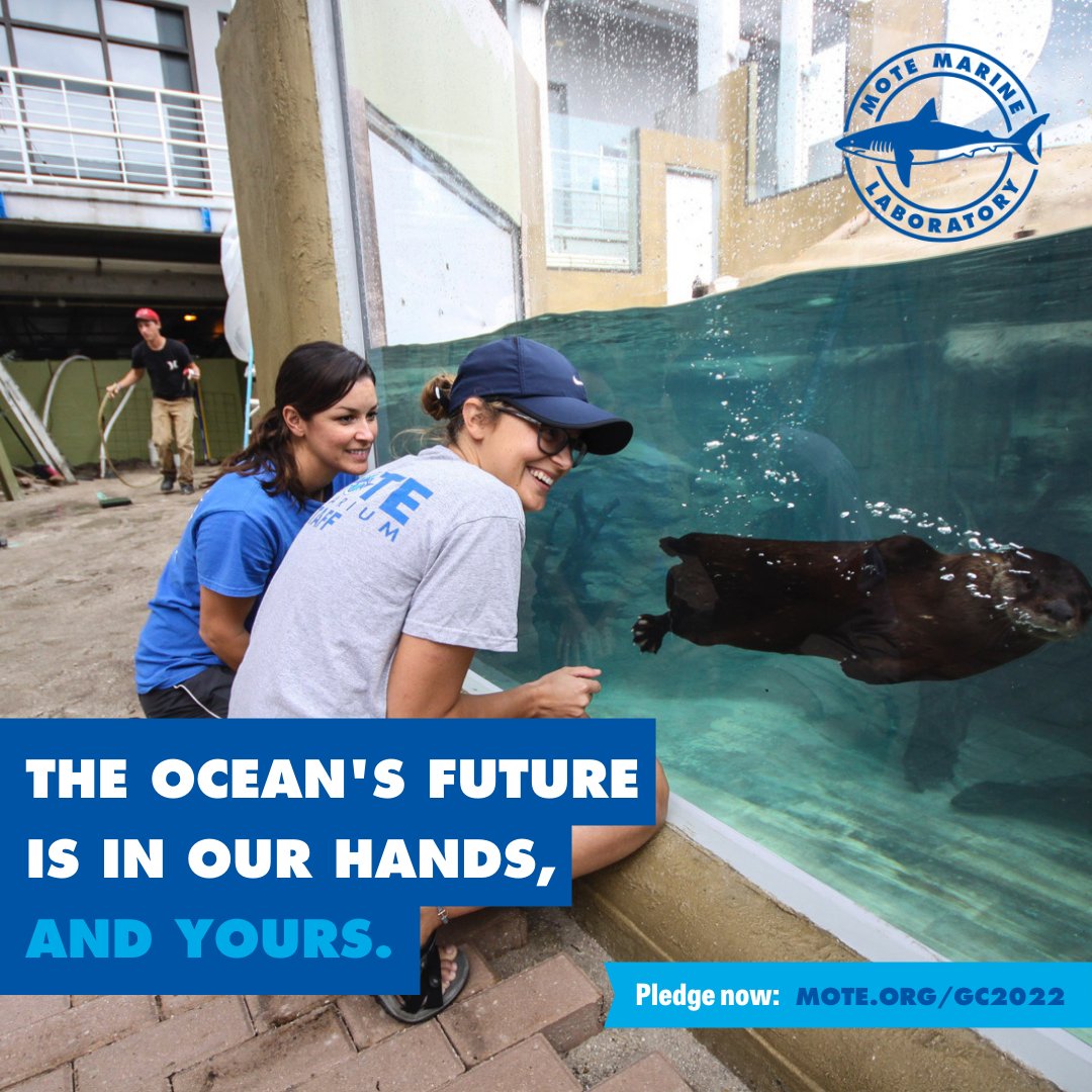 MoteMarineLab's tweet photo. Time to take ACTION! The ocean’s future is in our hands & yours. #BeTheOne to take action & be the change you wish to sea 🌊 The #GivingChallenge2022 starts in two hours ⏰ Give by clicking the 🔗 https://t.co/ZMcwnusRAb! #TeamMote @ThePattersonFdn https://t.co/7oVReqp3DN