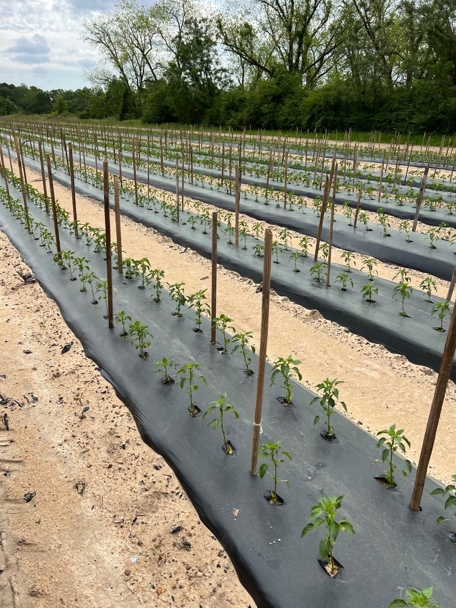 LMCompanies's tweet image. Chili peppers in Georgia coming your way next month 🌶️ 

#lmfamilyfarms #freshproduce #georgiagrown #peppers #rootedininnovation #chilis #agriculture