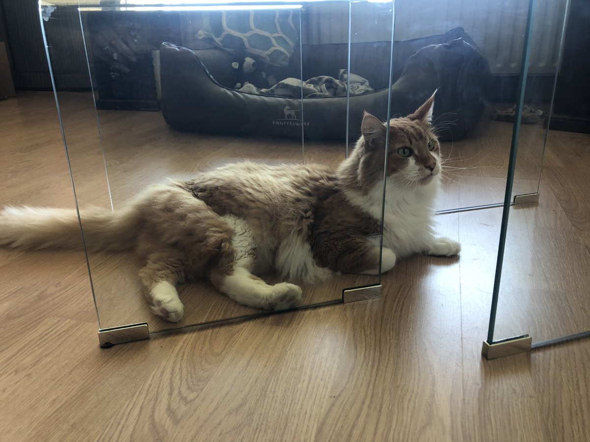 BearEnBones's tweet photo. Het glazen huis staat dit jaar in het midden van het land.Een van de Diskjockeys die zich dit jaar laat opsluiten is DJ dé Bear.We zamelen geld in voor een goed doel; Snoepjes, soup en andere dingen die wij lekker vinden.Wie vraagt het eerste plaatje aan? #catFM #seriouscatquest https://t.co/gljTjDhK6s