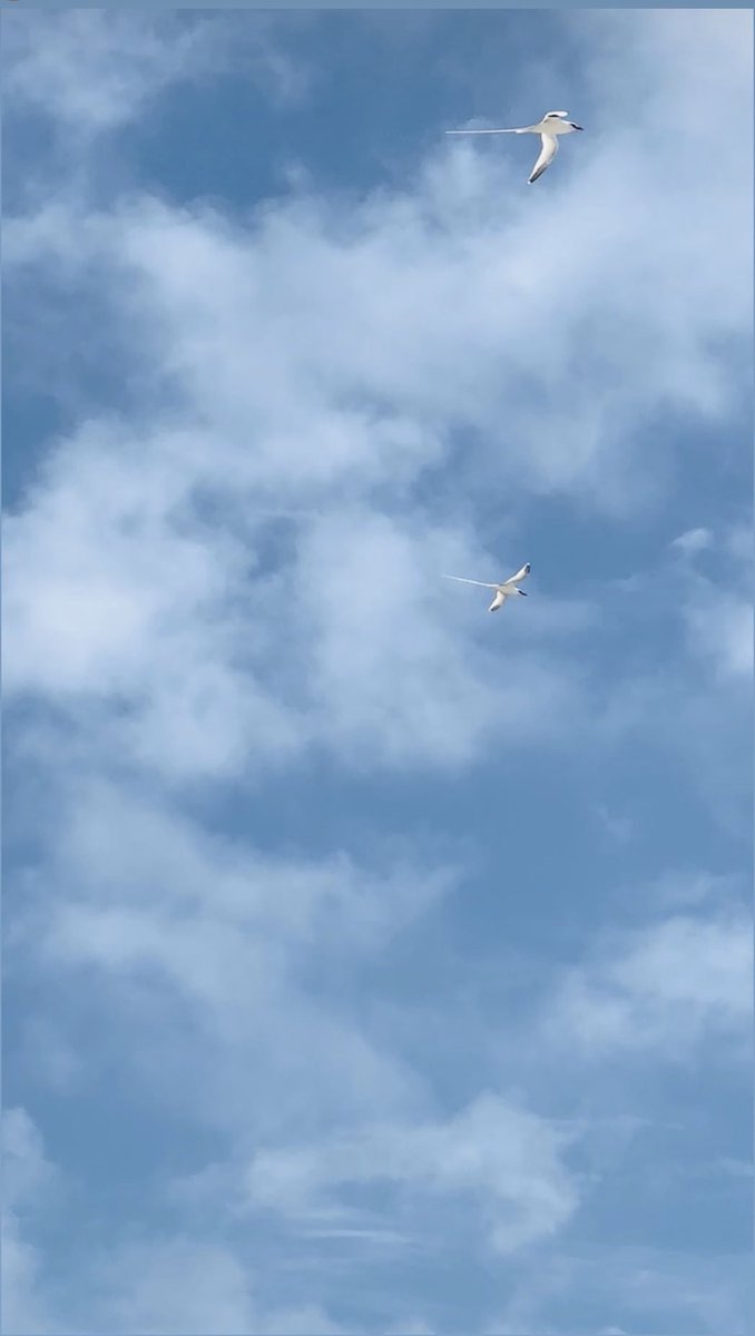 G🦋M I wish your day is bright and soft like a sky 🤍✨#nft #NFTCommunitys