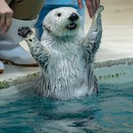 自分可愛いの知ってますよね!？あざといラッコの決めポーズ。