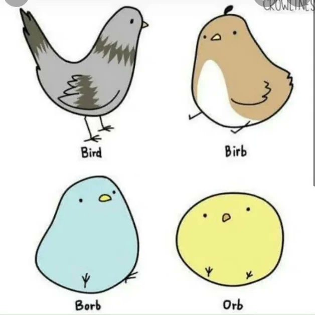 Charming_Dog's tweet photo. Bird.#bird #cute #anime https://t.co/P6YVYnMIbu