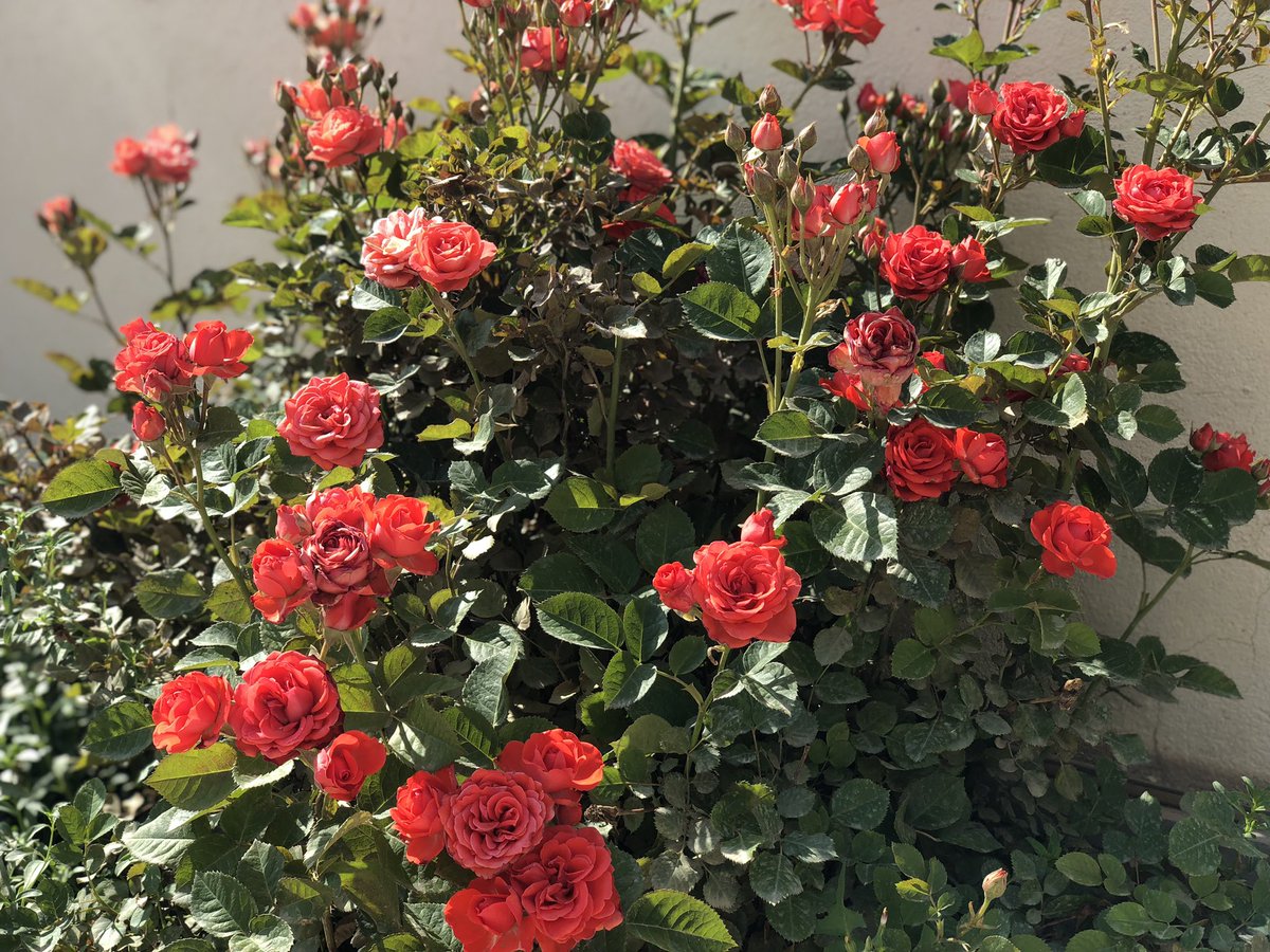 GovarAbdwl's tweet photo. 🌹🌹 https://t.co/fvb2x7ZXXx