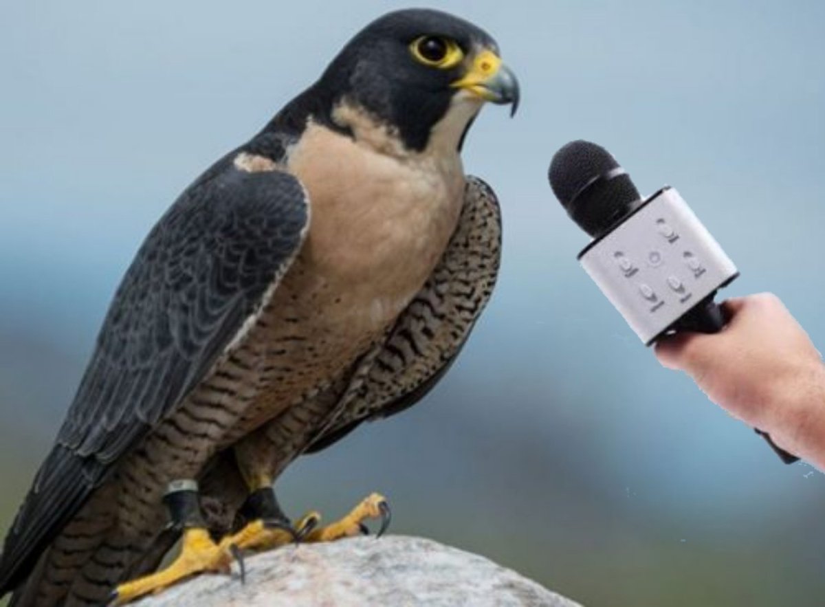 —Y díganos, ¿es muy aburrido ser un halcón?
—Halcón trario