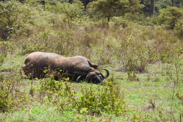 #CarcussForHounds...a buffalo lies dead at the Lake Nakuru National Park. As at Saturday a number of them lay dead at the park. <a href="/kwskenya/">Kenya Wildlife Service</a> yet to say what the issue is. Is it nature taking its course?