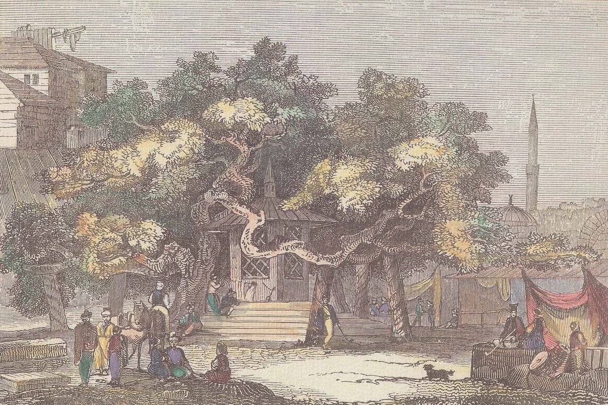 KosIsland's tweet photo. The plane tree of Hippocrates is one of Kos' most popular sights. 🗺
According to local tradition, Hippocrates taught his students under the shade of this long-living plane tree!🍃
More: https://t.co/VMUSKrsoXb
#visitkosgreece #kosisland #visitkos #kosgreece #kosgr #Hippocrates https://t.co/VpAL7dclHG