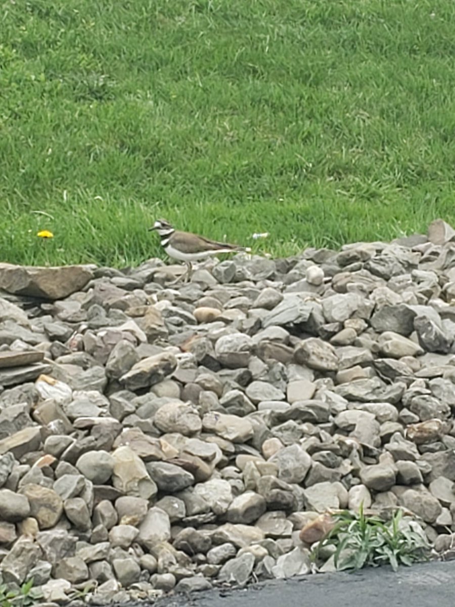 moma_to_all76's tweet photo. Good morning and Happy #Tuesday 🐶💗 Phi was a big help and our #killdeer was not impressed, and check out the color of our compost pile😍. Have a wonderful day everyone🌸🌞💗😘. #DogsAreFamily #LAWN #compost #substain #countryliving #simplepeople #dogsoftwitter https://t.co/auhdrtejaE