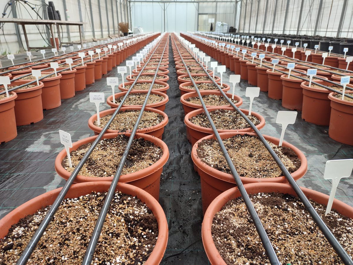 KISinstitut's tweet photo. Sowings 🌱 of @pulses_increase L. albus and L. mutabilis for SSI in a screenhouse at KIS. How straight is that! 😁💪 #PulsesINCREASE #legumes #lupine https://t.co/5MMe5oXW3s